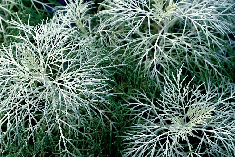 Armoise 'Makana Silver' Artemisia x hybrida