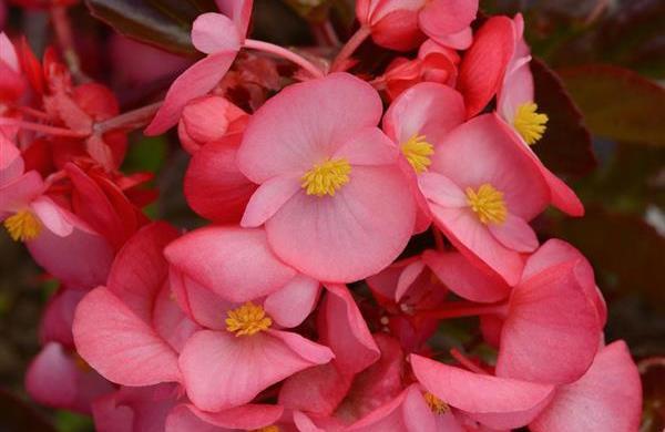 Bégonia Megawatt 'Pink Bronze' Begonia x hybrida