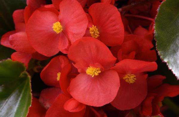 Bégonia Megawatt 'Red Bronze' Begonia x hybrida