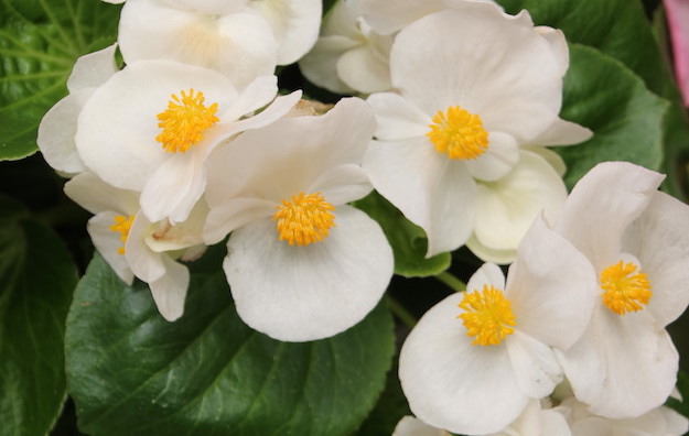 Bégonia 'Tophat White' Begonia x hybrida