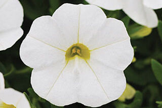Calibrachoa 'White' Calibrachoa x hybrida
