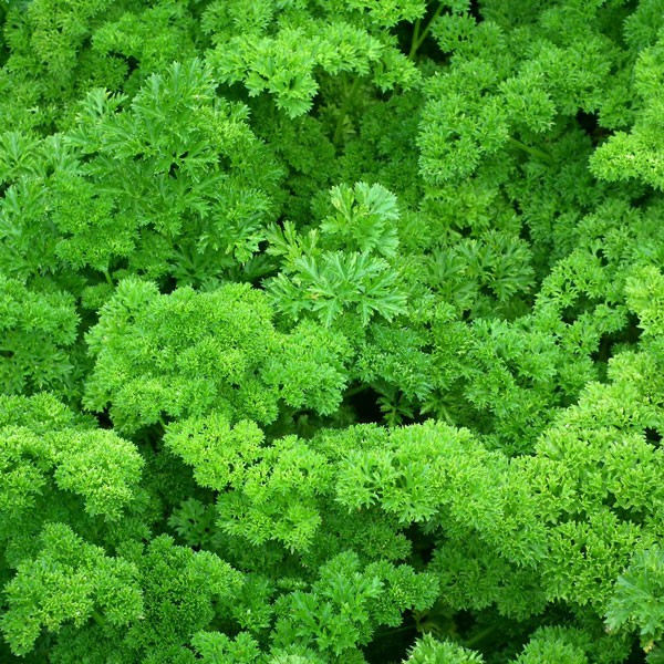 Persil Frisé 'Vert Foncé' BIO Petroselinum crispum var. crispum