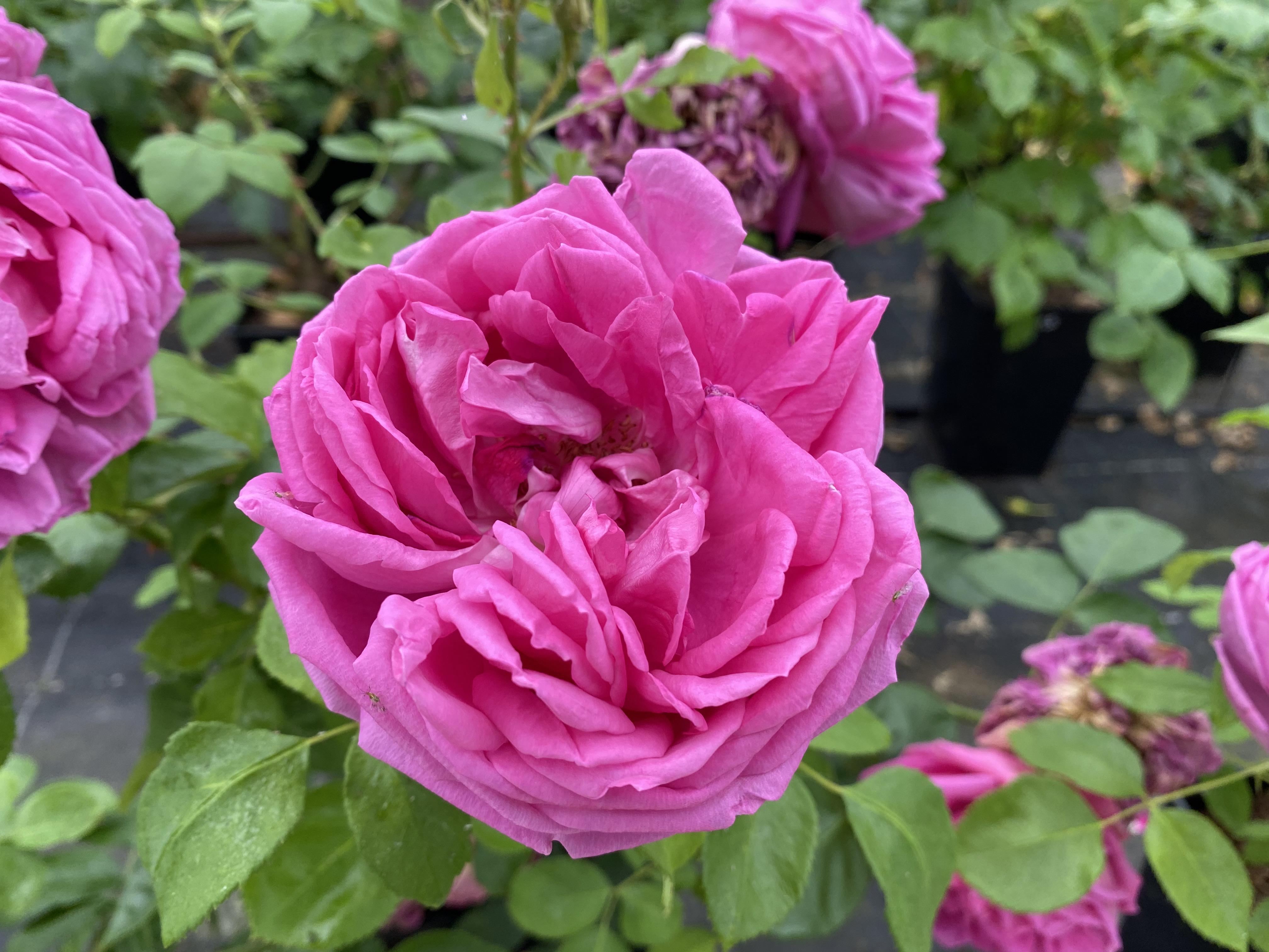 Rosier Buisson  'Alsace Lorraine' Rosa x hybrida