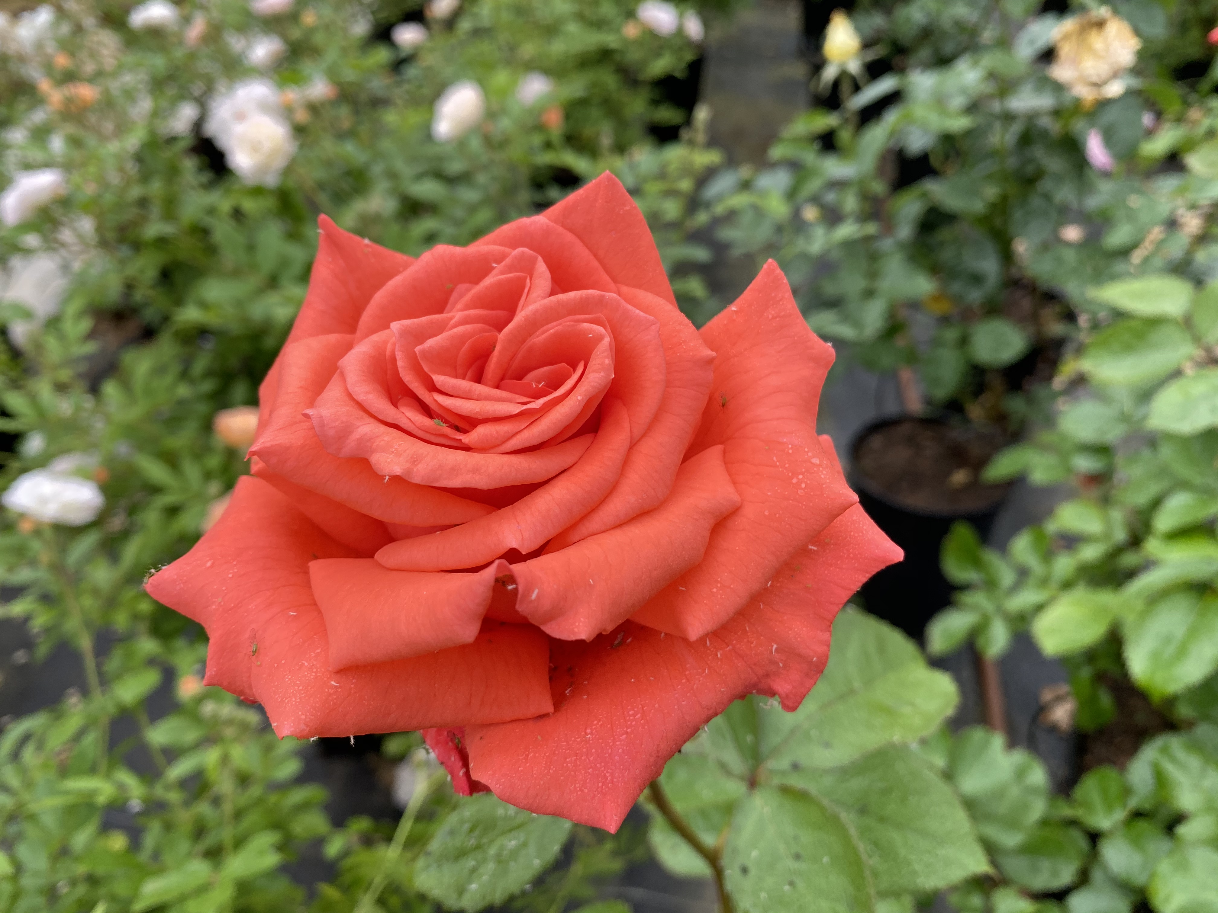Rosier Tige ''Prince Clauss' Rosa x hybrida