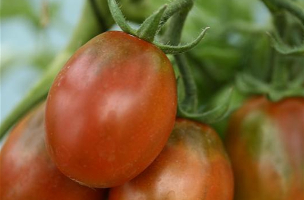 Tomate Cerise 'Prune Noire' BIO pot Solanum lycopersicum