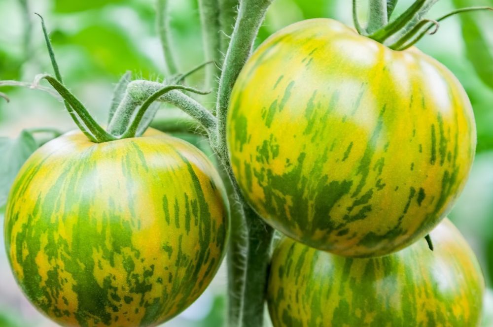 Tomate 'Green Zebra' BIO Solanum lycopersicum